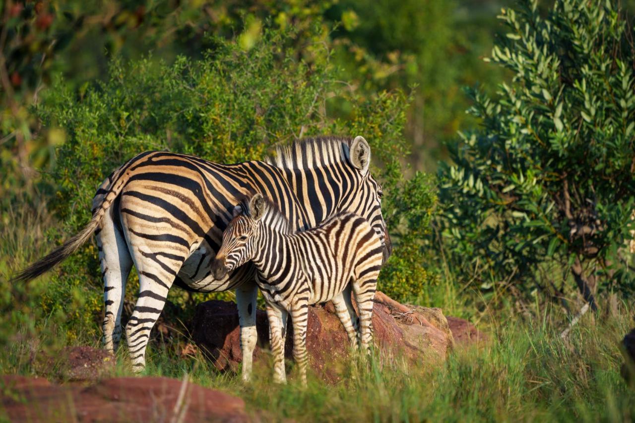 Elephants Crossing Welgevonden Game Reserve Exterior foto