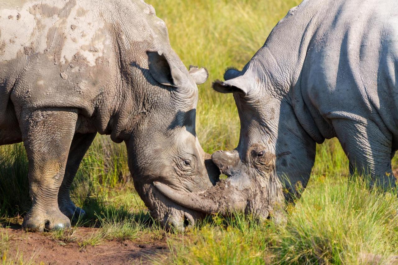 Elephants Crossing Welgevonden Game Reserve Exterior foto
