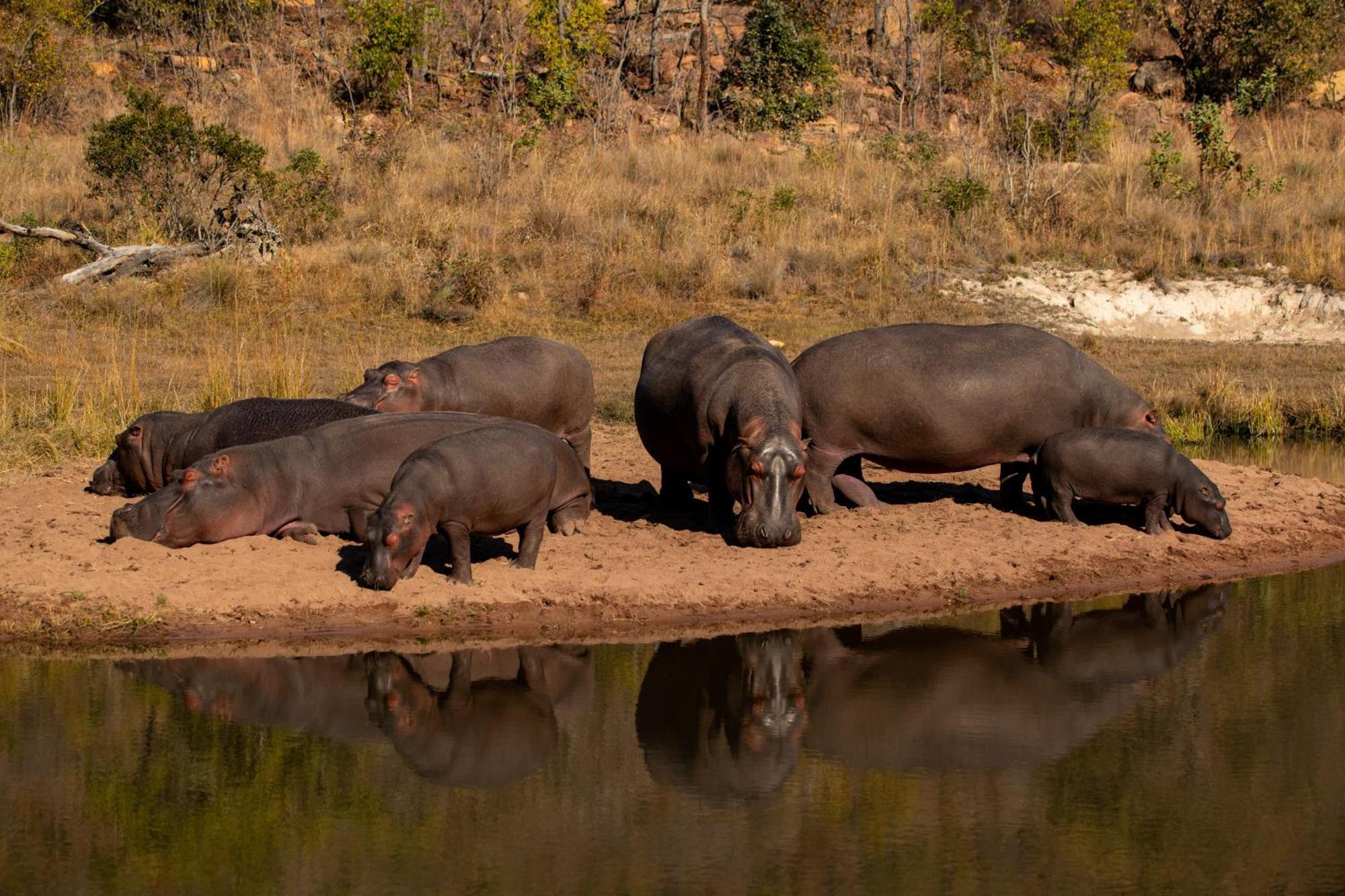 Elephants Crossing Welgevonden Game Reserve Exterior foto